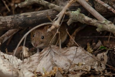 Jürgen Fesser: Mäuslein versteck dich